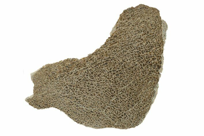 Polished Dinosaur Bone (Gembone) Slab - Morocco #271418